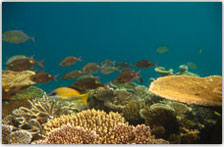Coral Reef