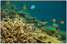 Coral Reef