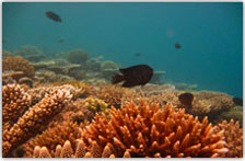 Coral Reef
