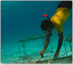Coral Reef