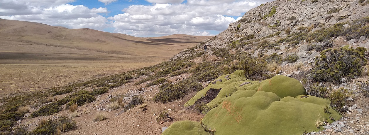 Azorella compacta in limestone, in Peru