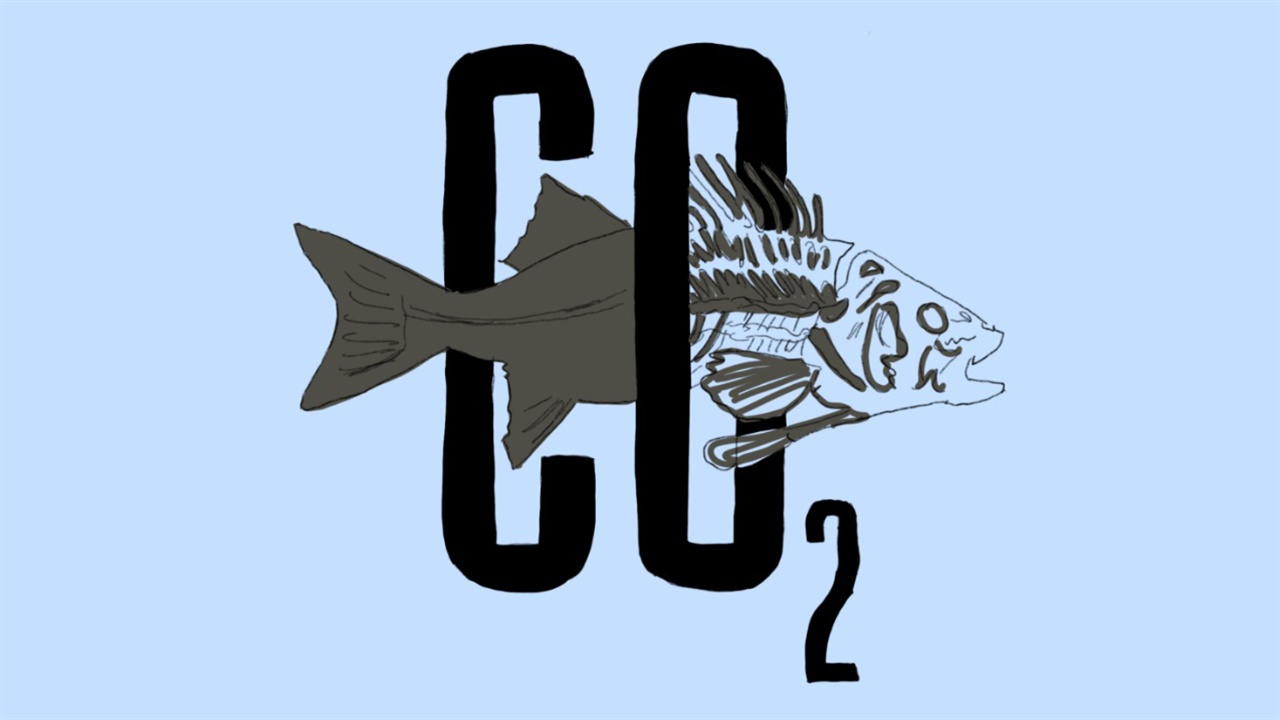 Illustrated fish swimming through the word C02