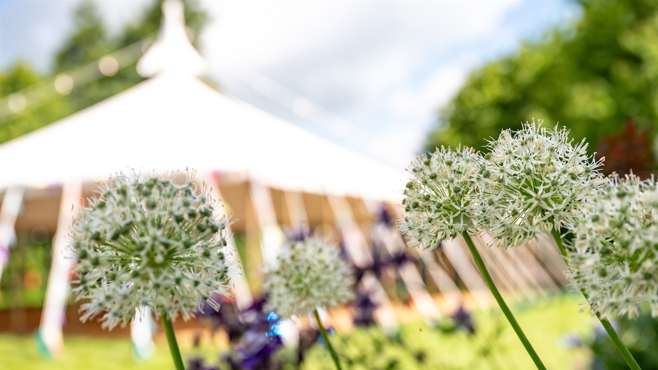 Hay Festival outside seating with flower in foreground