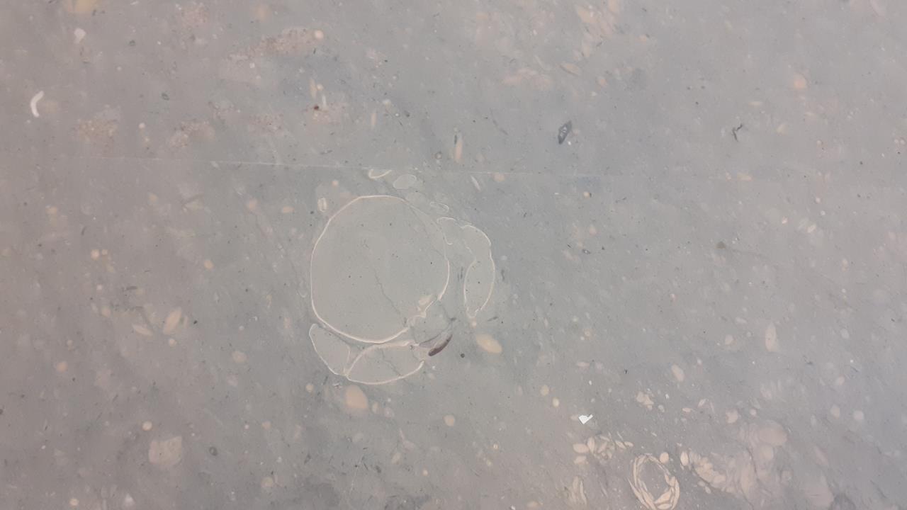 On Alegría, Europe, and an ancient crab