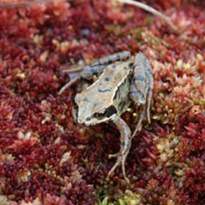 Girley Bog Eco-Walk at Trailhead