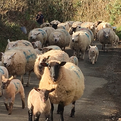 Colin Tudge talks to Andy Fryers