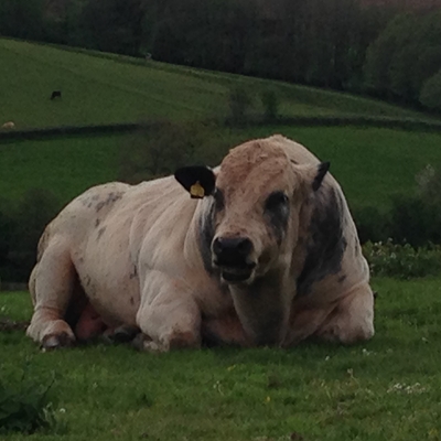 Louise Gray, Steve Ormerod and Tony Davies talk with Katie-Jo Luxton
