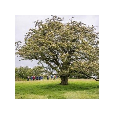 Woodland Trust Walk 5