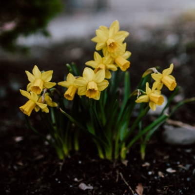 Living with Wordsworth