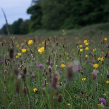 Planet Assembly 7: Biodiversity – What Must Change?