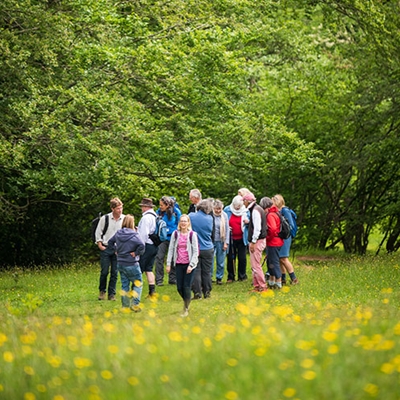 Wayfaring Walk: Local Ecology